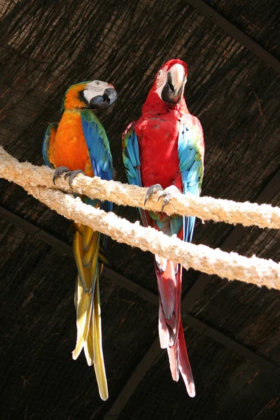 Zwei schöne bunte Papageien — Stockfoto