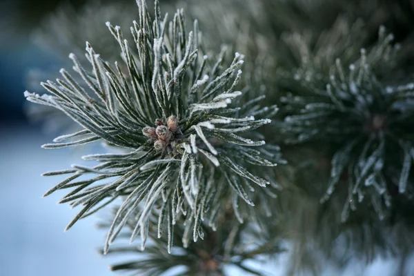 Kvist av tall rimfrost täckte, mjukt fokus — Stockfoto