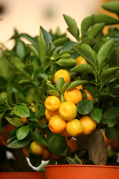 Decorative tangerine trees in pots for sale — Stock Photo, Image