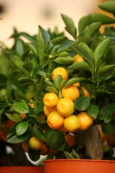 Dekorative Mandarinenbäume in Töpfen zum Verkauf — Stockfoto