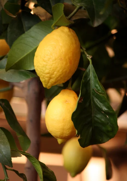 Dekorativa citronträd i kruka till salu — Stockfoto
