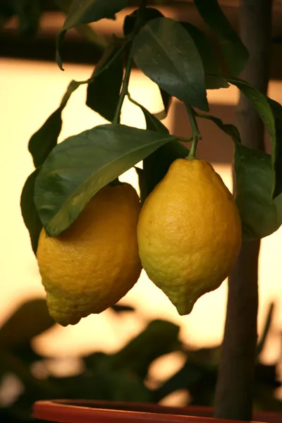 Decorative lemon trees in pots for sale — Stock Photo, Image