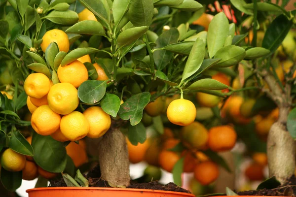 Dekorativní mandarinovníků v květináčích na prodej — Stock fotografie