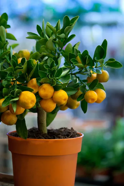 Decorative tangerine trees in pots for sale — Stock Photo, Image