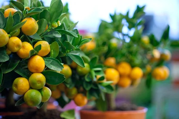 Pohon jeruk keprok dalam pot untuk dijual — Stok Foto