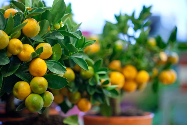 Tencere Satılık mandalina Dekoratif ağaçlar — Stok fotoğraf