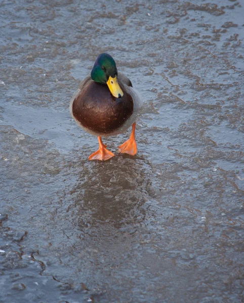 Duck on ice in winter — Stock Photo, Image