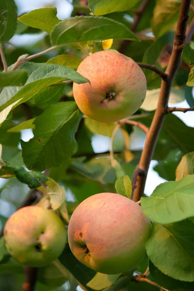 Apples on a tree — Stock Photo, Image