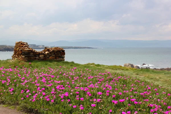 Deniz kenarında pembe Bahçe