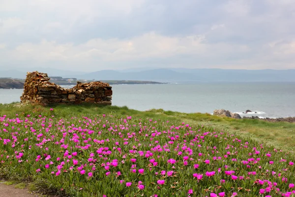 Deniz kenarında pembe Bahçe