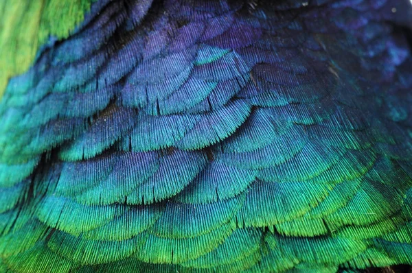 Wallpaper, feather — Stock Photo, Image