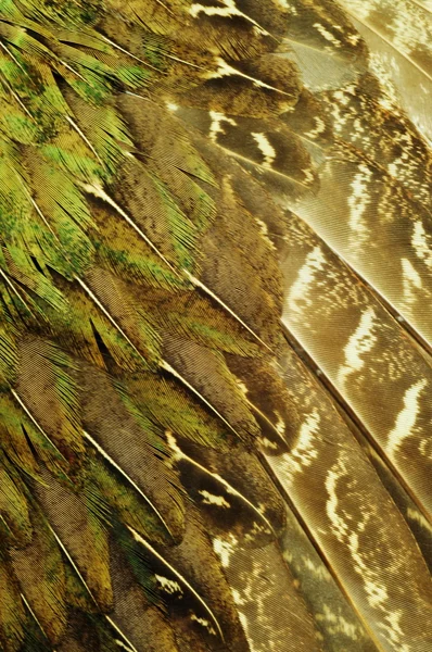 duvar kağıdı, tüy