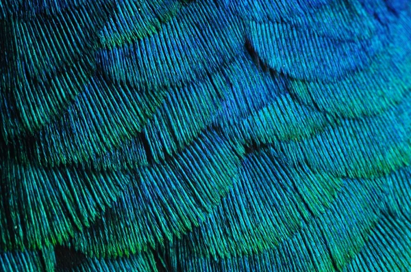 duvar kağıdı, tüy