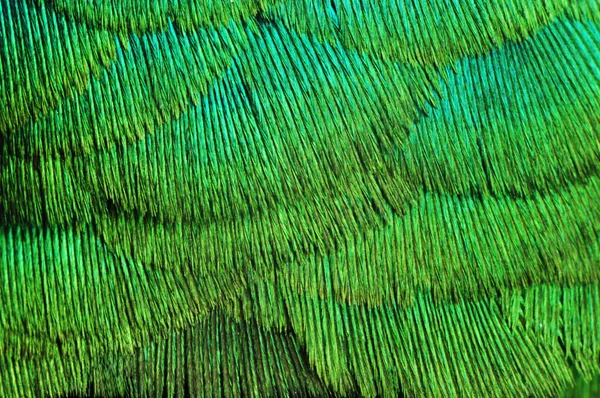 duvar kağıdı, tüy