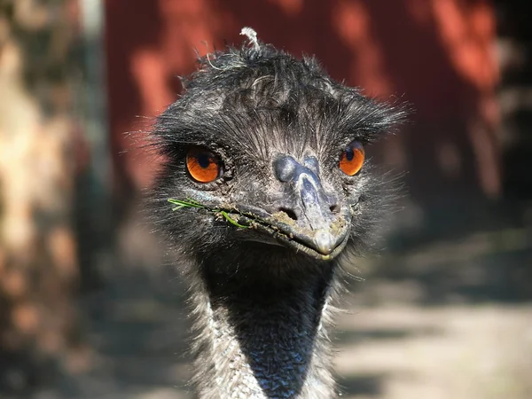 Cartaz de avestruz — Fotografia de Stock