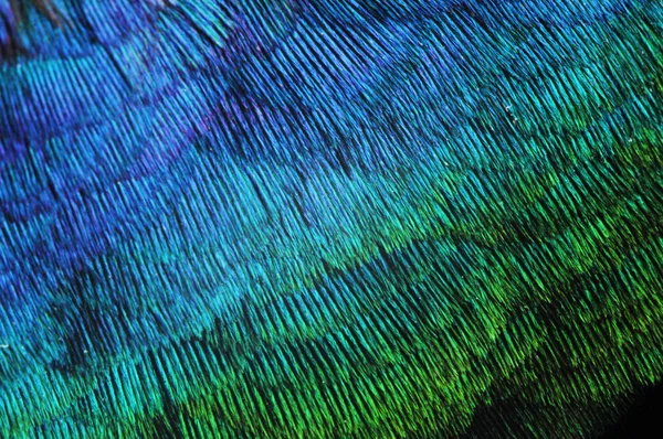 duvar kağıdı, tüy