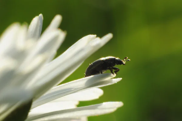 Flor — Foto de Stock