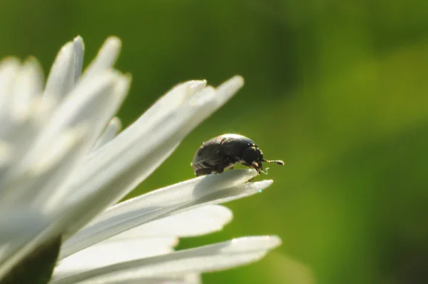 Insecto gusano — Foto de Stock