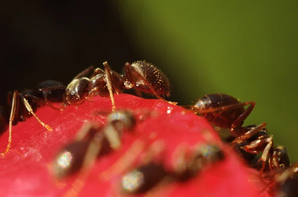 Verme inseto — Fotografia de Stock