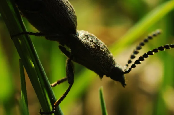 Robak owady — Zdjęcie stockowe
