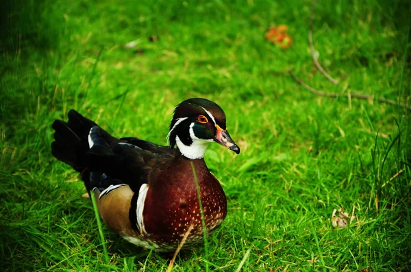 Anatra ornamentale — Foto Stock