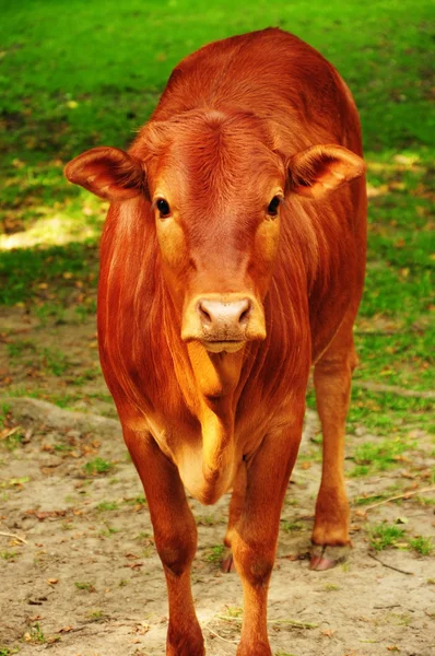 Bulle, Kuh — Stockfoto