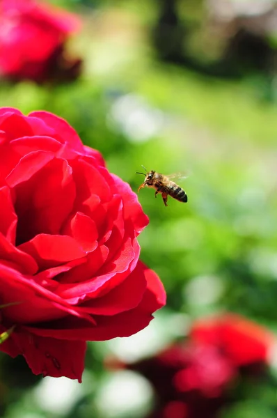 花、 蜂 — 图库照片