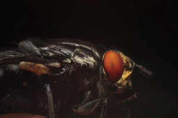 Insekten fliegen — Stockfoto