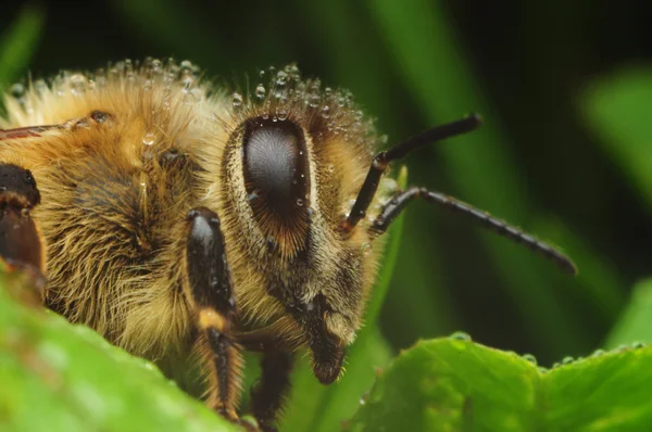 Abeille le matin — Photo