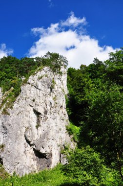 beyaz bulut ormanı üzerinde
