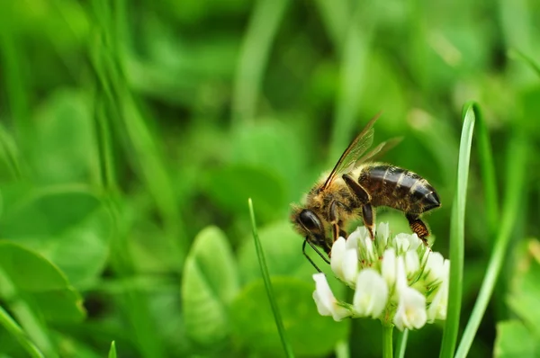 Abeille le matin — Photo