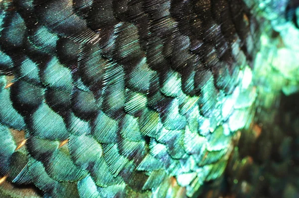 Färgglada fasan fjädrar — Stockfoto