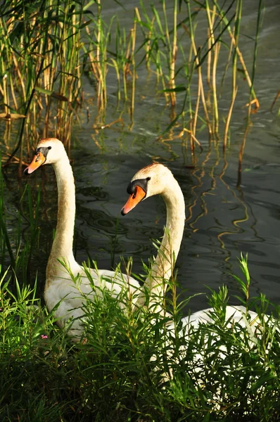 Kuğu. — Stok fotoğraf