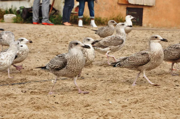 Gaivotas Imagem De Stock