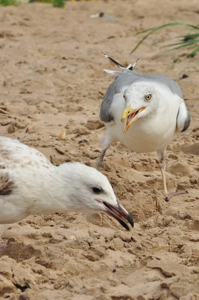 Gaivotas — Fotografia de Stock