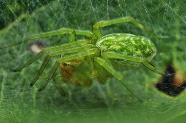 Spider — Stock Photo, Image