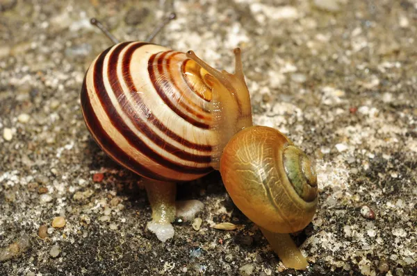 Caracol — Fotografia de Stock