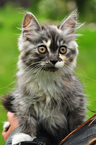 Katzenkätzchen — Stockfoto