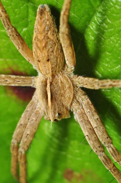 Spinnen — Stockfoto