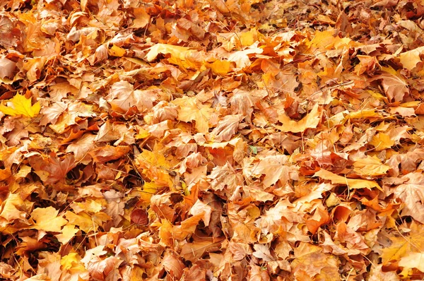 Sonbahar Yaprakları