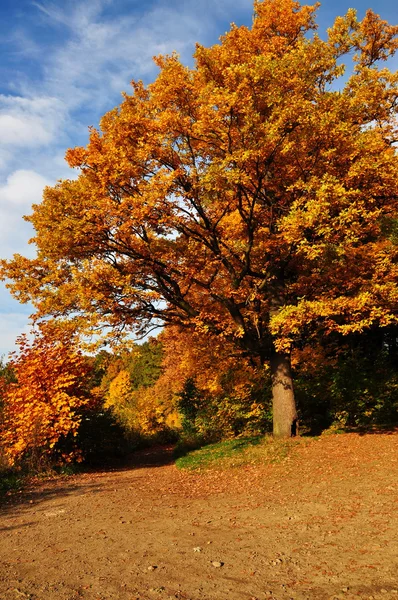 Altın Lehçe sonbahar