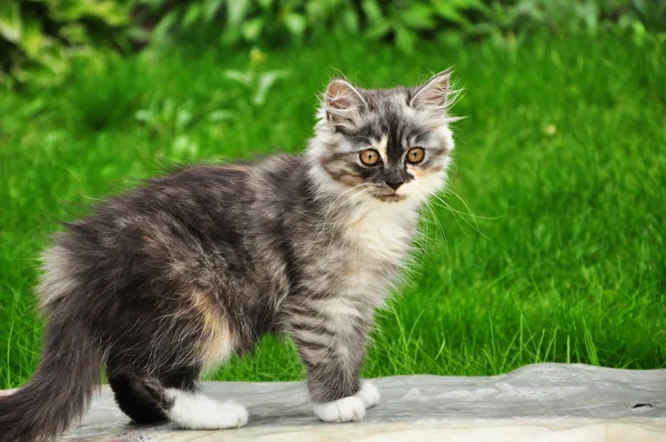 Gato gatinho Fotografias De Stock Royalty-Free