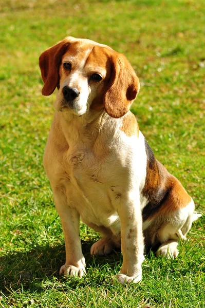 Beagle köpek