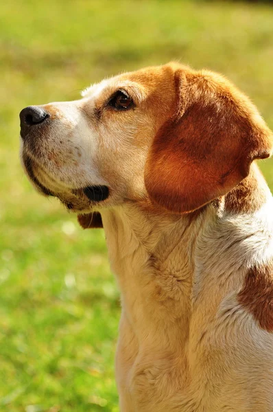 Cão Beagle Imagem De Stock