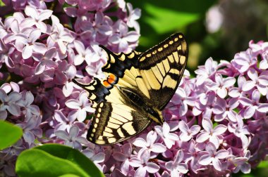 Kırlangıç Kelebek