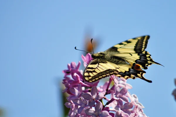 Swallowtail Butterfly — Stock Photo, Image