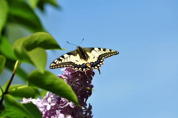 Nyelőfarkú pillangó — Stock Fotó