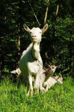 Goat with young clipart