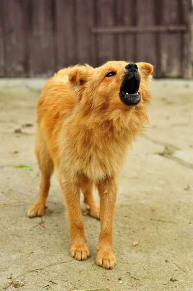 Difesa del cane — Foto Stock