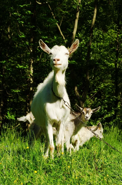 Chèvre avec jeune Photo De Stock